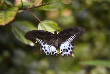 Obraz premium Beautiful Papilio polymnestor butterfly perched on a tree branch in a tranquil forest setting