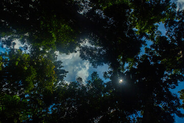 Tropical rain forest in southeast Asia .