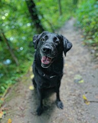 Black canine  joyfully sitting on a dirt path surrounded by a wooded area