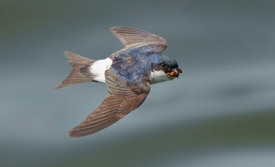 Closeup of a Western house martin in flight ,outstretched its wings