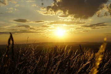 Scenic view of tall grass on a hill at golden hour