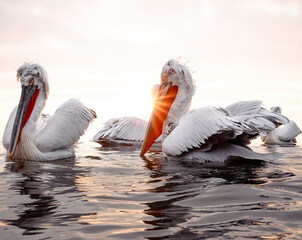 pelicans in the water - 731745600