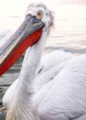 portrait of a pelican