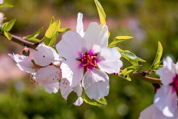 close up view of blossoming flowers on a branch in sunlight