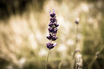 Vibrant purple lavender stands out against a lush green field, set against a bright blue sky