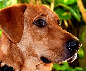 A closeup shot of a dog with a blurred background
