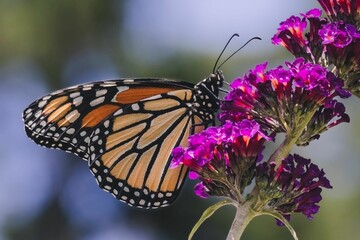 Beautiful monarch butterfly perches delicately on the vibrant petals of a purple flower