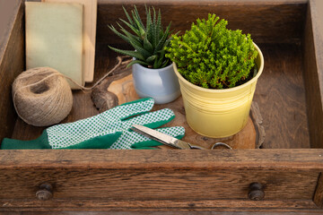 Wooden box with garden and balcony plants, green twine, gloves and string for tying, Gardening and...