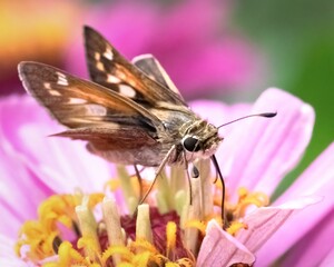 A cute and playful tan and brown skipper butterfly pollinating a light pink zinnia flower.