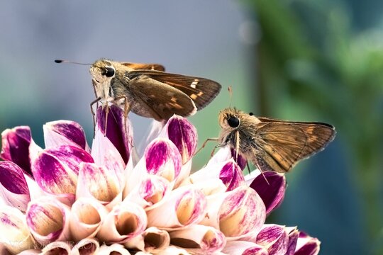 A pair of playful tan and brown skipper butterflies on a Honka Pink Dahlia flower, left side view.