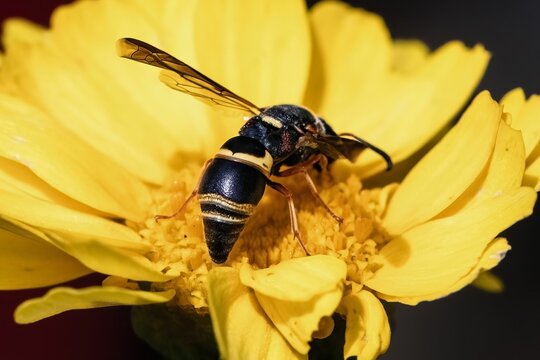 Close up of a black and yellow Potter Mason Wasp feeding on a yellow garland daisy flower.