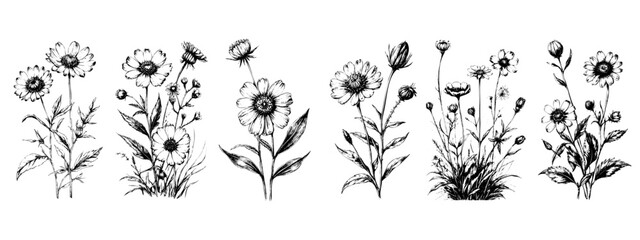 hand drawn illustration with wildflowers set. Collection of minimalist flowers, herbs and medicinal plants. For logo design, tattoo, postcard