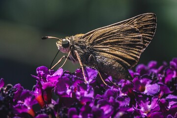 Side view of a tan and brown Skipper Butterfly on purple flower.