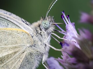 Macro close up photograph of a White Cabbage Butterfly (Pieris rapae)