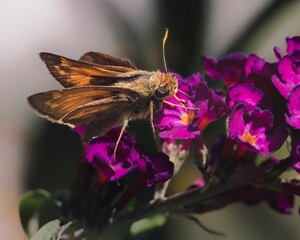 A thirsty Peck's Skipper Butterfly (Polites peckius) drinking from a purple butterfly bush flower.