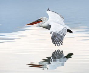 pelican flying over the water