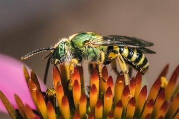 A bicolored metallic green sweat bee (Agapostemon virescens) on a pink echinacea coneflower.