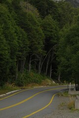Scenic view of a winding road with tall green trees