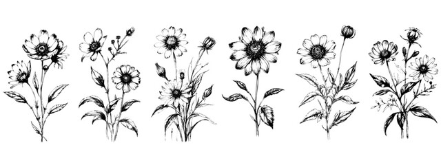 Medicinal herbs collection. Vector set of hand drawn summer florals, herbs, weeds and meadows. Vintage plants illustration. Botanical elements in engraved style. Wild flowers outlines set. - obrazy, fototapety, plakaty