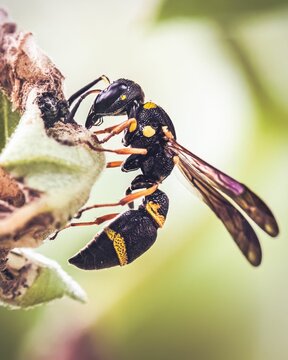 Black and yellow Potter Wasp (Eumeninae) on a plant