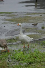 Naklejka na ściany i meble two geese that are standing in the dirt by some water