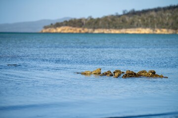 coastal plants growing on the beach in australia. native coastal plants on a cliff by the ocean in a national park in tasmania