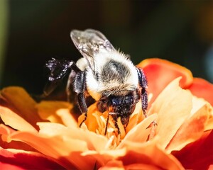 An autumn Queen Bombus impatiens Bumble Bee (Common Eastern Bumble Bee) on an orange marigold flower