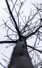 Looking up the stark trunk to the intricate network of bare branches against a muted sky, limbs reaching out like nature's own lightning, showcasing the complexity of winter's silhouette.