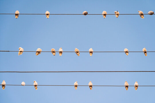 Rows of Long Billed Corellas sitting on an overhead power lines against a clear blue sky