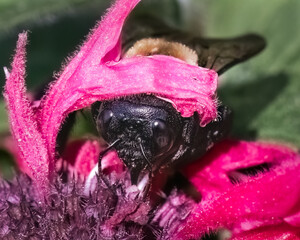 A big female Eastern Carpenter Bee (Xylocopa virginica) feeding on pink Monarda Bee Balm flowers.