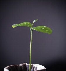 A closeup shot of a green sprouting plant with water droplets on the leaves