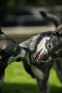 Angry dogs arguing with each other in park