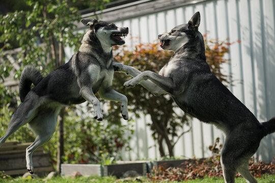 Dogs quarreling with each other in park