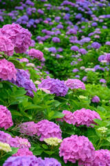 上磯ダム公園のカラフルな紫陽花