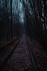 Idyllic landscape featuring a railroad track through a tranquil forest with trees in the foreground