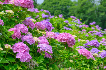 上磯ダム公園のカラフルな紫陽花
