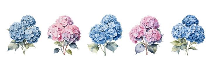 Collection or set of blue and pink hydrangea flowers in watercolor style, isolated on a transparent background