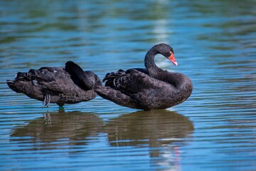 Pair of isolated black swans swimming in a tranquil body of blue water