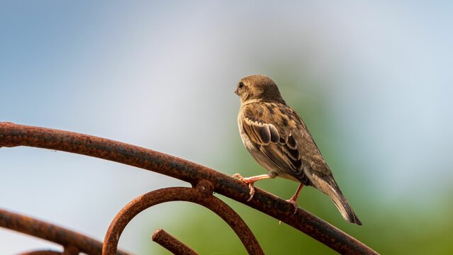 Eurasian tree sparrow perched on a fence railing.