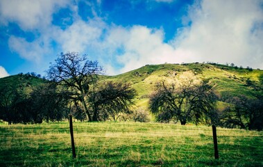 a green pasture with some trees in the distance and a mountain in the distance