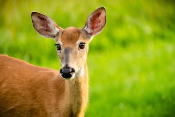 Inquisitive white-tailed deer standing in a meadow, looking directly into the camera
