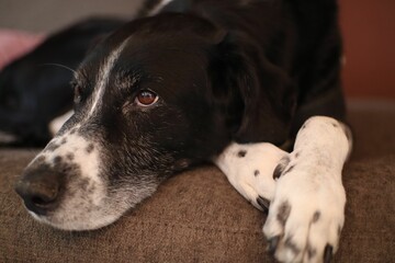 a black and white dog is laying down on a couch