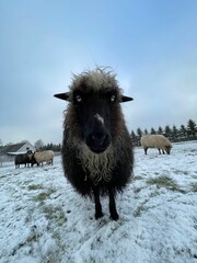 Closeup shot of a fluffy sheep in a snowy landscape, gazing directly into the camera lens
