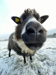 Closeup shot of a fluffy sheep in a snowy landscape, gazing directly into the camera lens