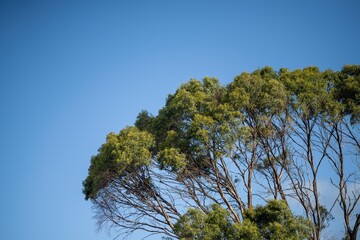 coastal plants growing on the beach in australia. native coastal plants on a cliff by the ocean in a national park in tasmania