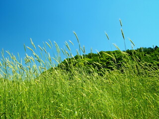 畑のライ麦と初夏の青空