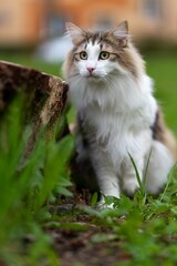 Naklejka na ściany i meble Cute gray and white tabby cat sitting in a sunny field of vibrant green grass