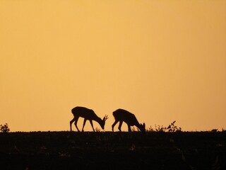 Fototapeta na wymiar Silhouette of two deer grazing in a grassy meadow in the evening at sunset