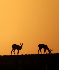 Silhouette of two deer grazing in a grassy meadow in the evening at sunset