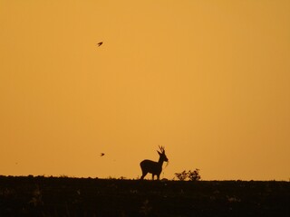 a deer in the evening sun with a bird in the sky above it